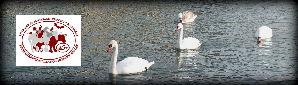 Association Entraide et sauvetage, protection animale.