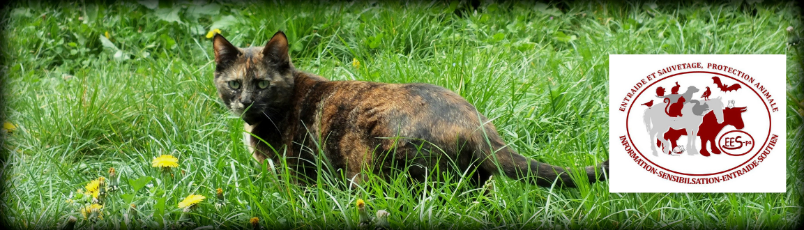 Association Entraide et sauvetage, protection animale.
